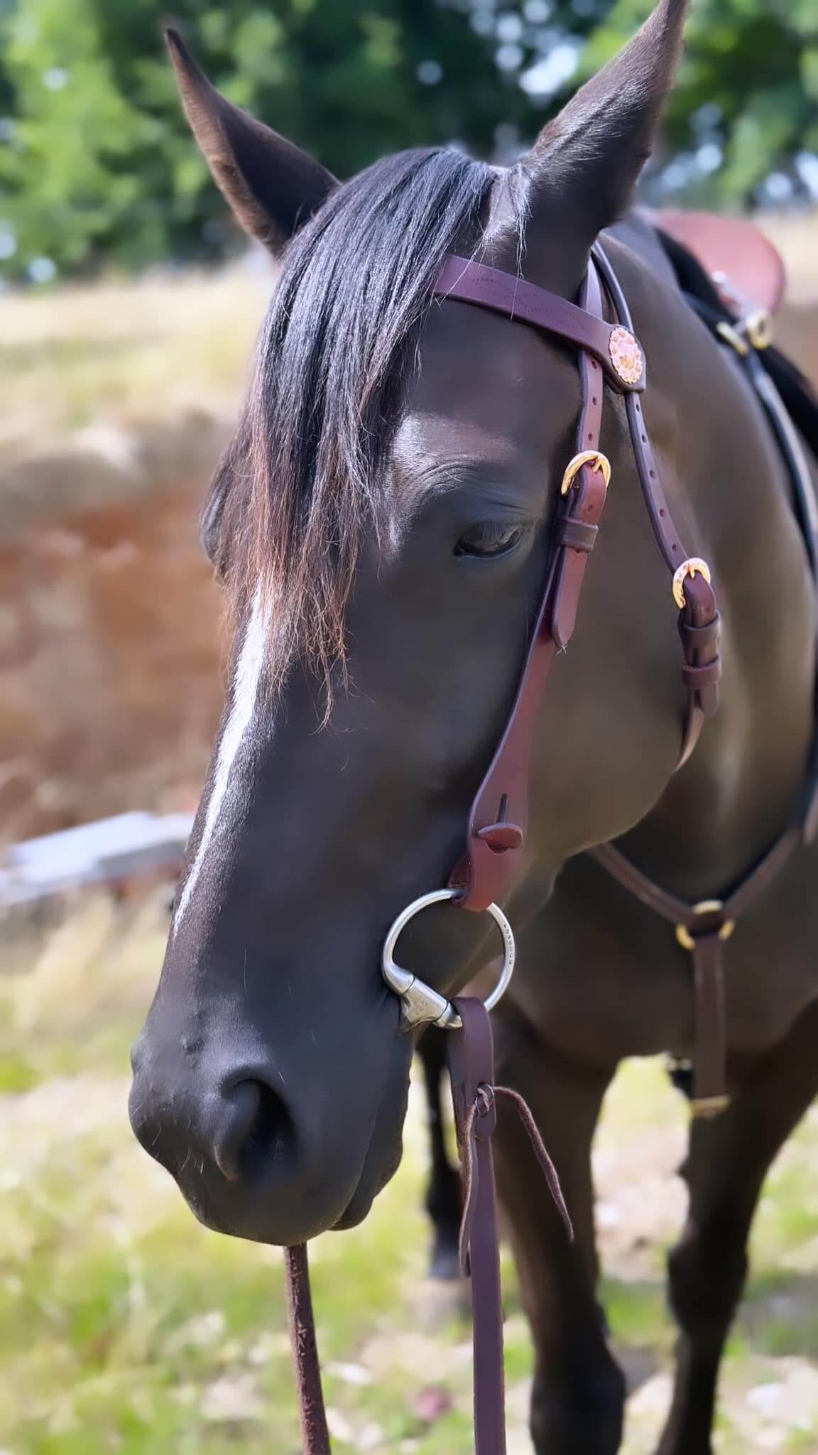 Rose Gold-1944 Buttoned Quick Change Bridle